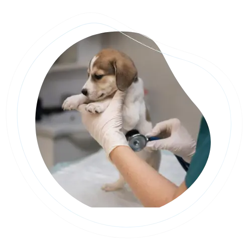Axion communications veterinarian concept showing a digital dog X-ray scan alongside a real dog profile.