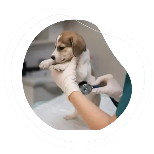 Veterinary practice communication